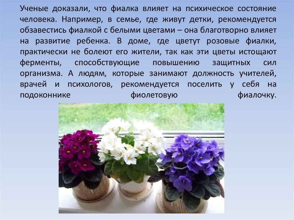 Описание комнатной. Цветы фиалки комнатные суеверия. Домашние цветы комнатные фиалки приметы. Приметы про цветы комнатные. Фиалка комнатная приметы.