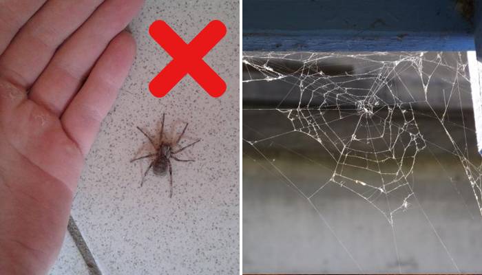 Почему нельзя убивать пауков? причины, приметы и религия
