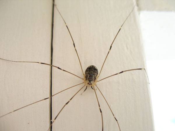 Почему нельзя убивать пауков в доме и что будет если убить - приметы