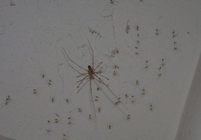 Убить паука в доме: приметы, что будет при случайном или намеренном убийстве