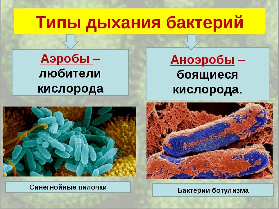 Какие бактерии выбрать для септика в частном доме, правила внесения и использования