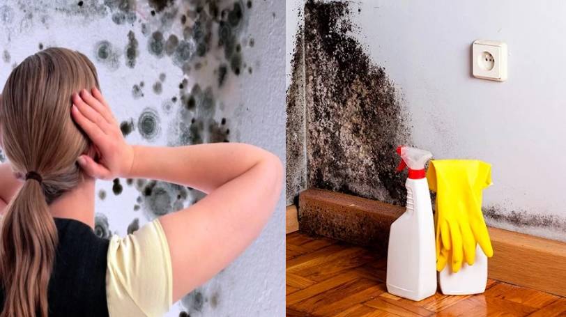 Черная плесень в доме: чем опасна для человека и почему появляется грибок?