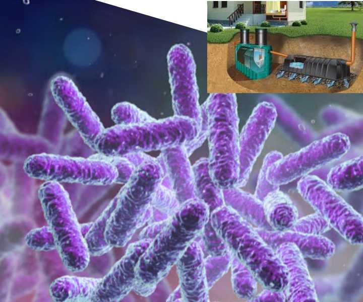 Бактерии для септика: живые бактерии, микробы анаэробные, биобактерии аэробные, какие бактерии лучше для септика