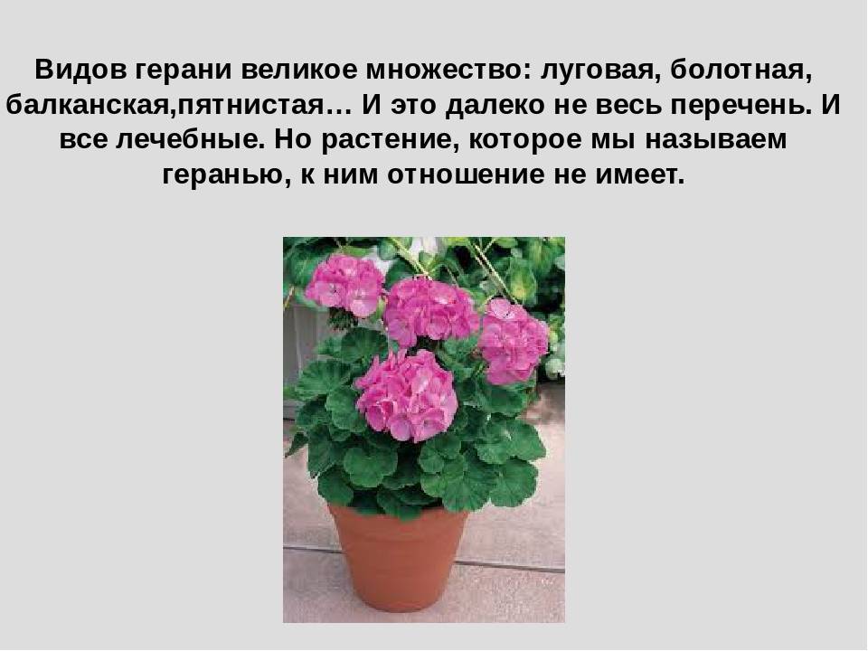 Герань: приметы о растении, можно ли держать в доме, какими магическими свойствами обладает цветок.