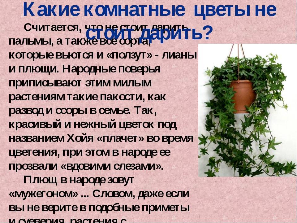 Узнайте поверья про фиалки, можно ли эти цветы держать дома, приметы и их толкование