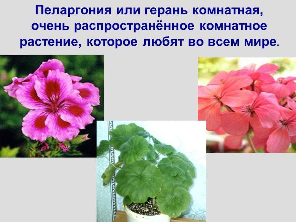 Комнатные цветы, опасные для домашних животных на supersadovnik.ru