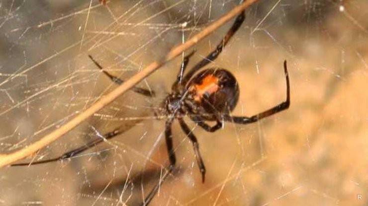 Можно ли убивать пауков в доме?