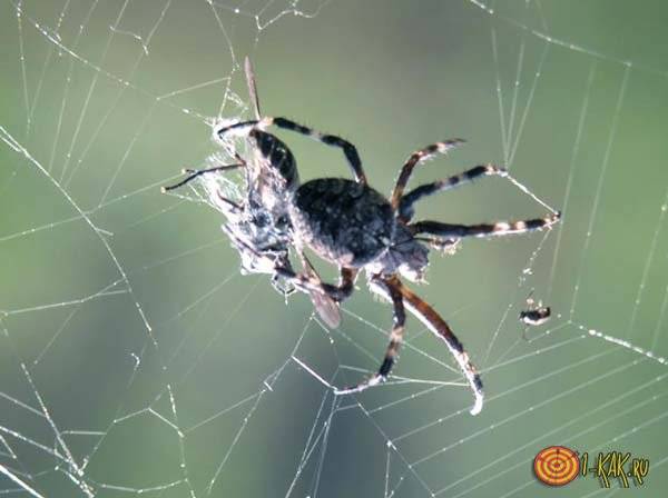 Почему по приметам нельзя убивать пауков в доме, что будет если задавить в квартире