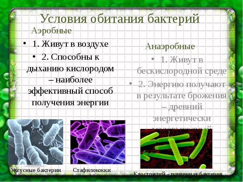 Бактерии для септиков и выгребных ям: биоактиватор для туалетов, таблетки для канализации в частном доме, живые микроорганизмы, биосептик, микробы