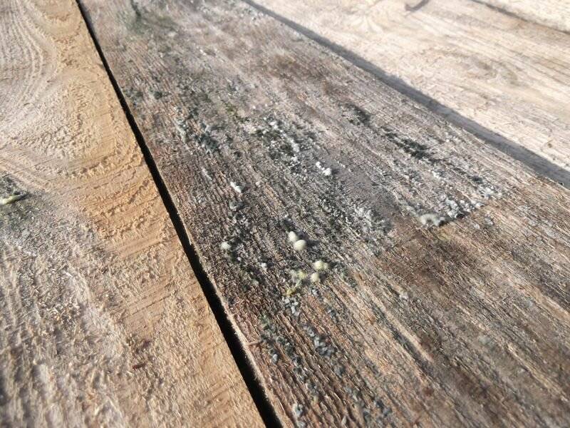 Как очистить деревянную мебель от плесени: 10 шагов
