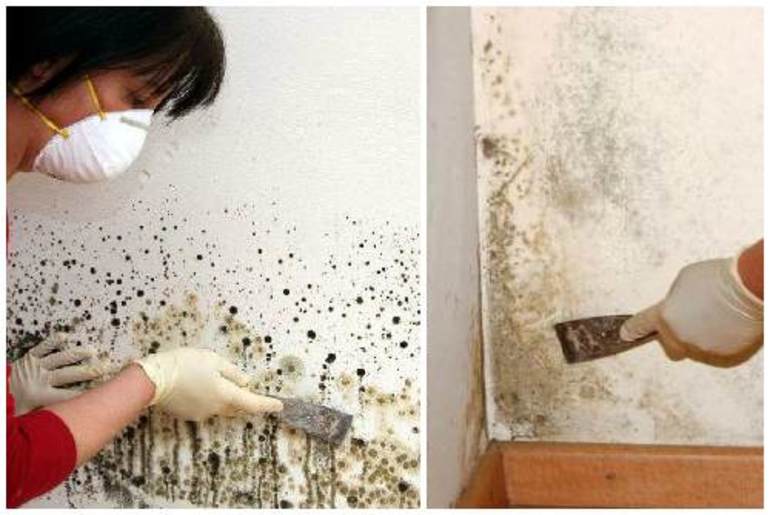 20 способов вывести плесень со стен в домашних условиях | только лучшие методы
