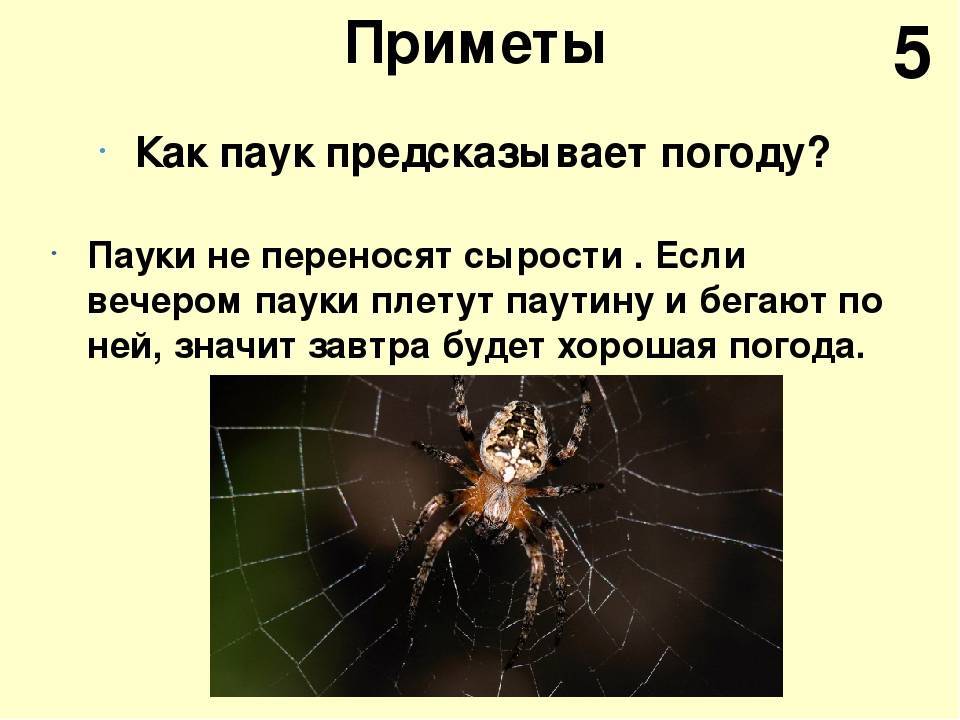 Народные приметы о пауках в доме и квартире: почему их нельзя убивать?